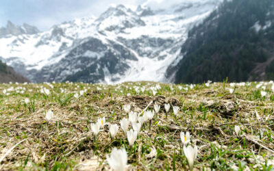 Abwesenheit Winter und Frühling 2026