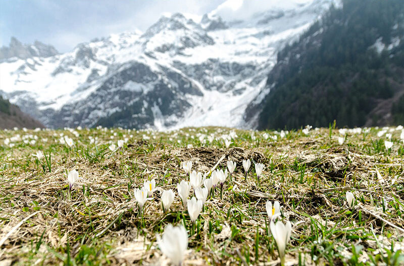 Fruehling-Abwesenheit